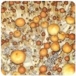 Псилоцибиновые (галлюциногенные)  грибы Psilocybin "Golden Teacher" в Россоши